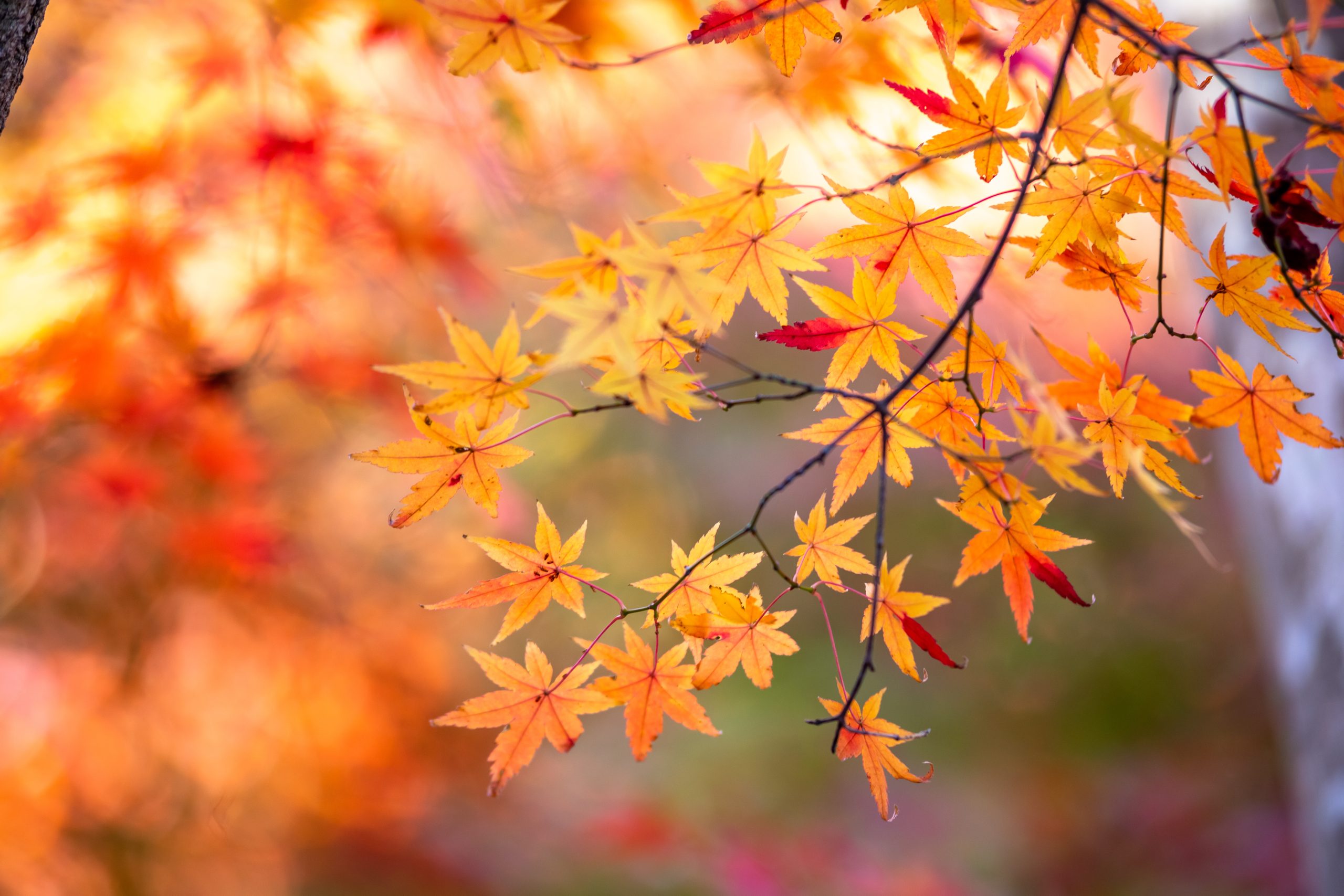 庭木の種類 イメージ