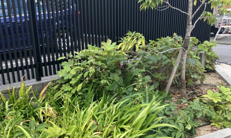 植栽管理 剪定後