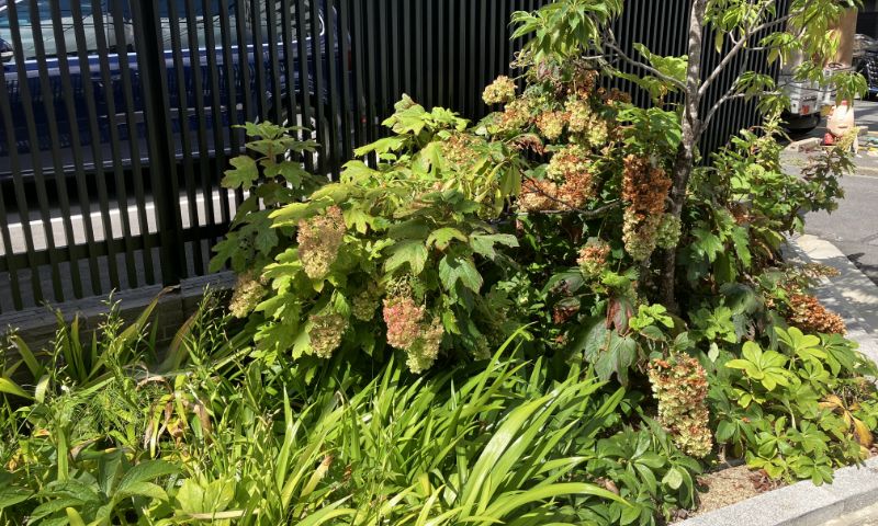 植栽管理 剪定前