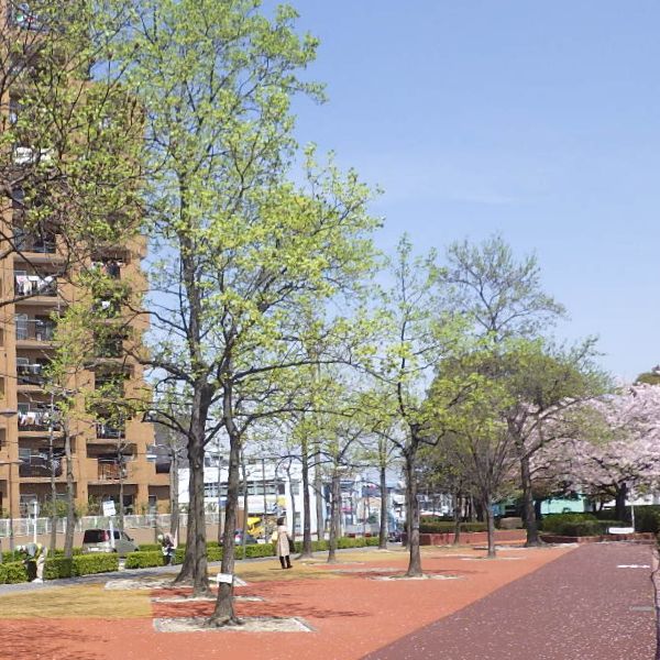 街路樹の維持管理について イメージ